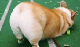 柯基最新爆料图片大全,最新爆料图片大全集锦