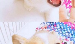 柯基最新爆料图片大全,最新爆料图片大全集锦